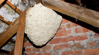 Wasp Nest Removal – What Homeowners Need to Know in 2025