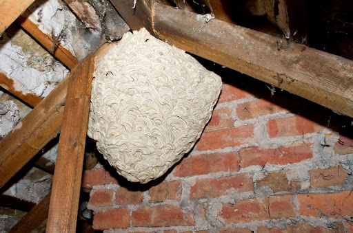 Wasp Nest Removal – What Homeowners Need to Know in 2025