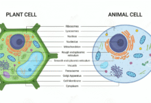 Animal Cell Diagram