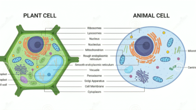 Animal Cell Diagram